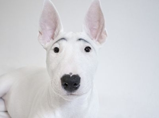 bull terrier